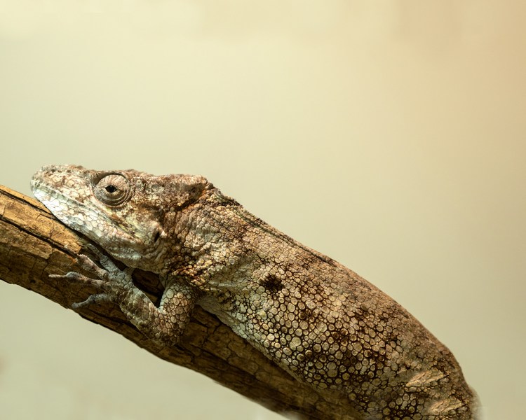 Cuban False Chameleon - Juvenile